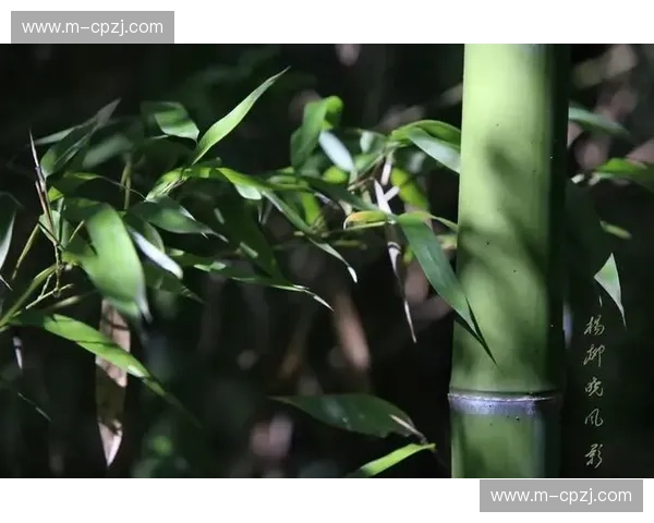 开云体育直播无声：在静默中感知体育的脉搏